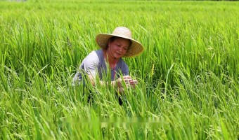 企業(yè)視頻-臺山市國有糧食集團(tuán)有限公司-淳樸鄉(xiāng)民，辛勤勞作，只為讓更多人吃到臺山大米