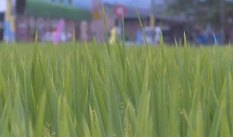 行業(yè)資訊-臺(tái)山市國(guó)有糧食集團(tuán)有限公司-廣東早造絲苗米新品種你了解多少？
